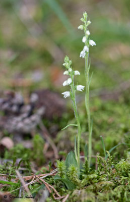 Goodyera repens