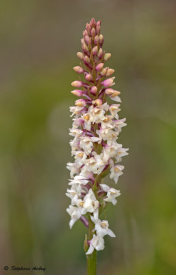 Gymnadenia odoratissima