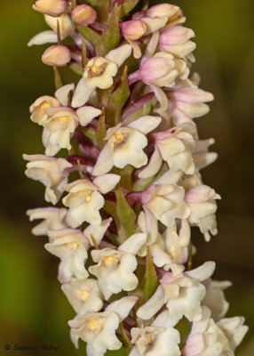 Gymnadenia odoratissima