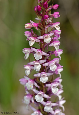 Gymnadenia odoratissima