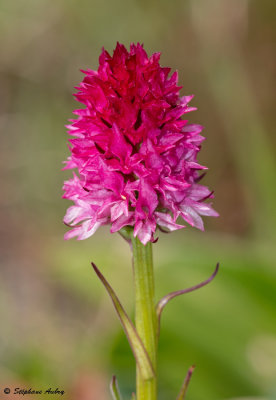 Gymnadenia miniata