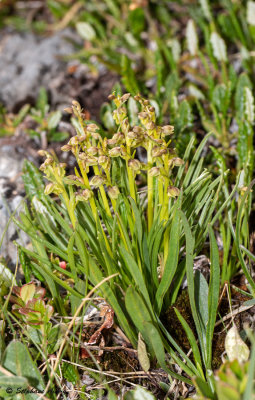Chamorchis alpina