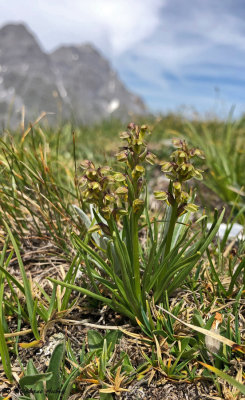 Chamorchis alpina