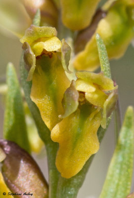 Chamorchis alpina