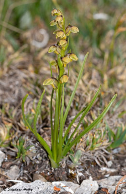 Chamorchis alpina