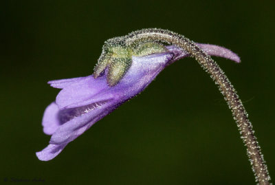 Pinguicula vulgaris