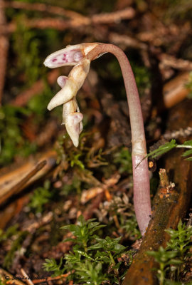 Epipogium aphyllum 