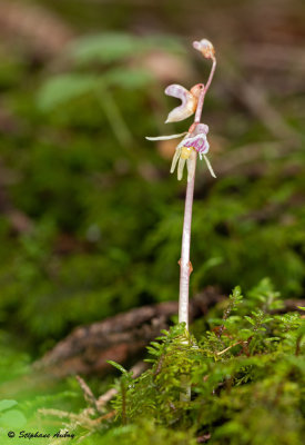Epipogium aphyllum 