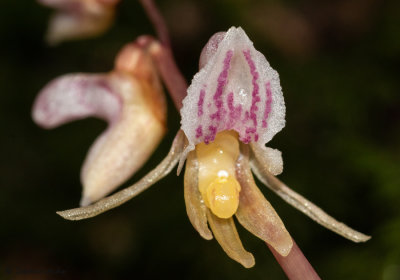Epipogium aphyllum 