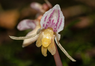 Wild Orchids / Orchidées sauvages