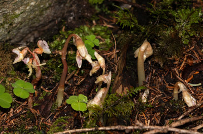 Epipogium aphyllum 