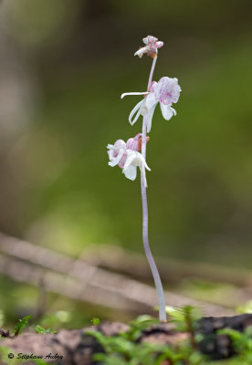 Epipogium aphyllum 