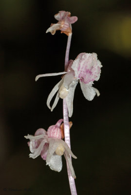 Epipogium aphyllum 