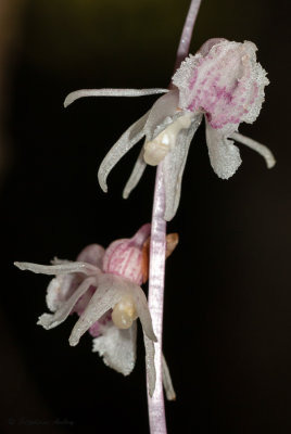 Epipogium aphyllum 