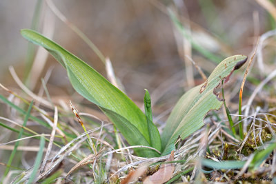 Ophrys insectifera