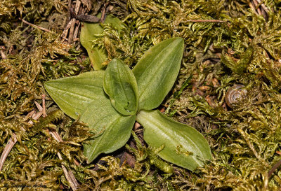 Goodyera repens