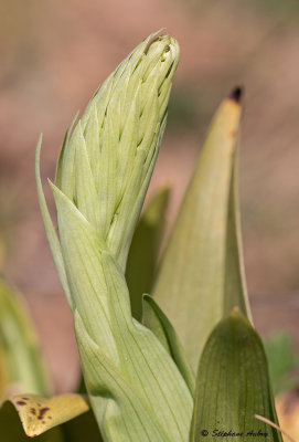 Himantoglossum hircinum