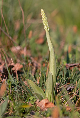 Orchis anthropophora  O. militaris