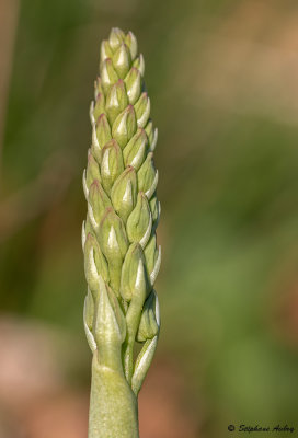 Orchis anthropophora  O. militaris