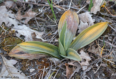 Ophrys fuciflora