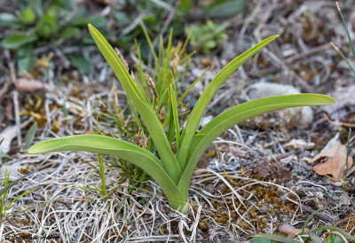 Gymnadenia conopsea
