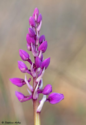 Androrchis mascula