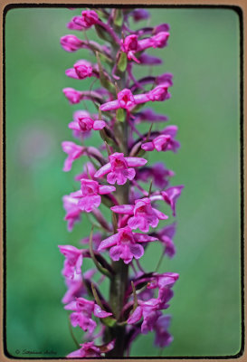 Gymnadenia conopsea