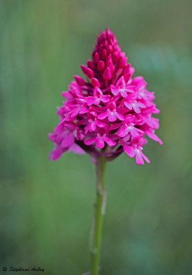 Anacamptis pyramidalis subsp. pyramidalis