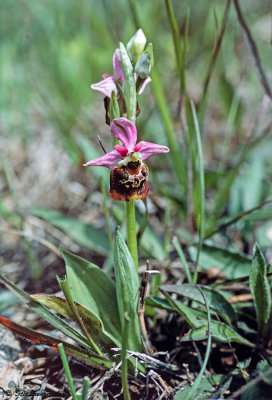 Ophrys fuciflora