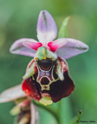 Ophrys fuciflora