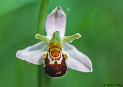 Ophrys apifera var. aurita