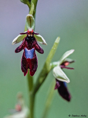 Ophrys insectifera