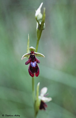 Ophrys insectifera
