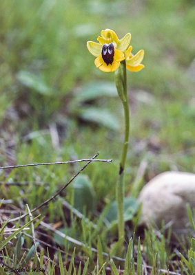 Ophrys lutea