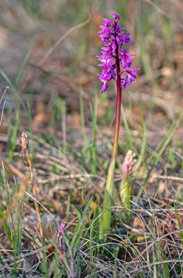 Androrchis mascula