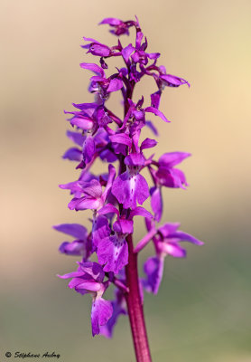 Androrchis mascula