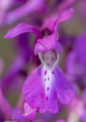 Androrchis mascula