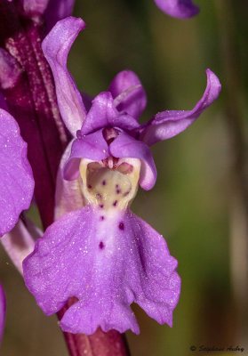 Androrchis mascula
