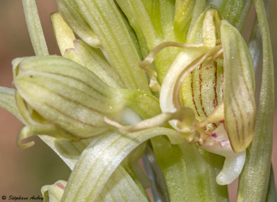 Himantoglossum hircinum