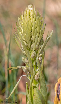 Himantoglossum hircinum