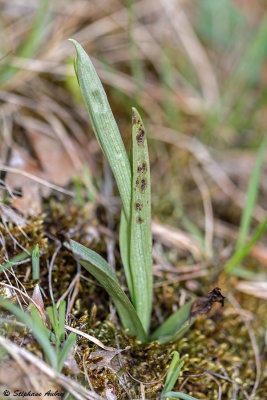 Ophrys insectifera