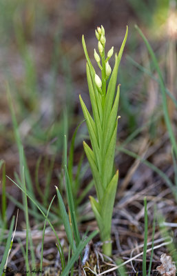 Cephalanthera longifolia