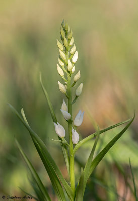 Cephalanthera longifolia