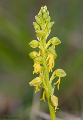 Orchis anthropophora f. flavescens