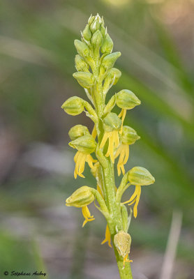 Orchis anthropophora f. flavescens