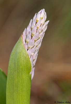 Orchis militaris