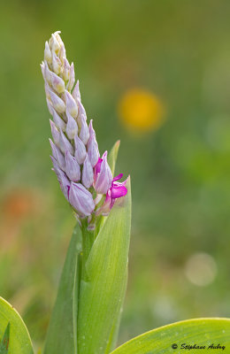 Orchis militaris