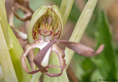 Himantoglossum hircinum