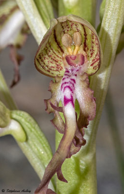 Himantoglossum hircinum