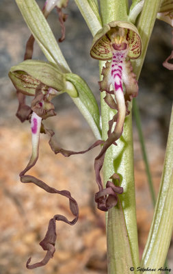 Himantoglossum hircinum